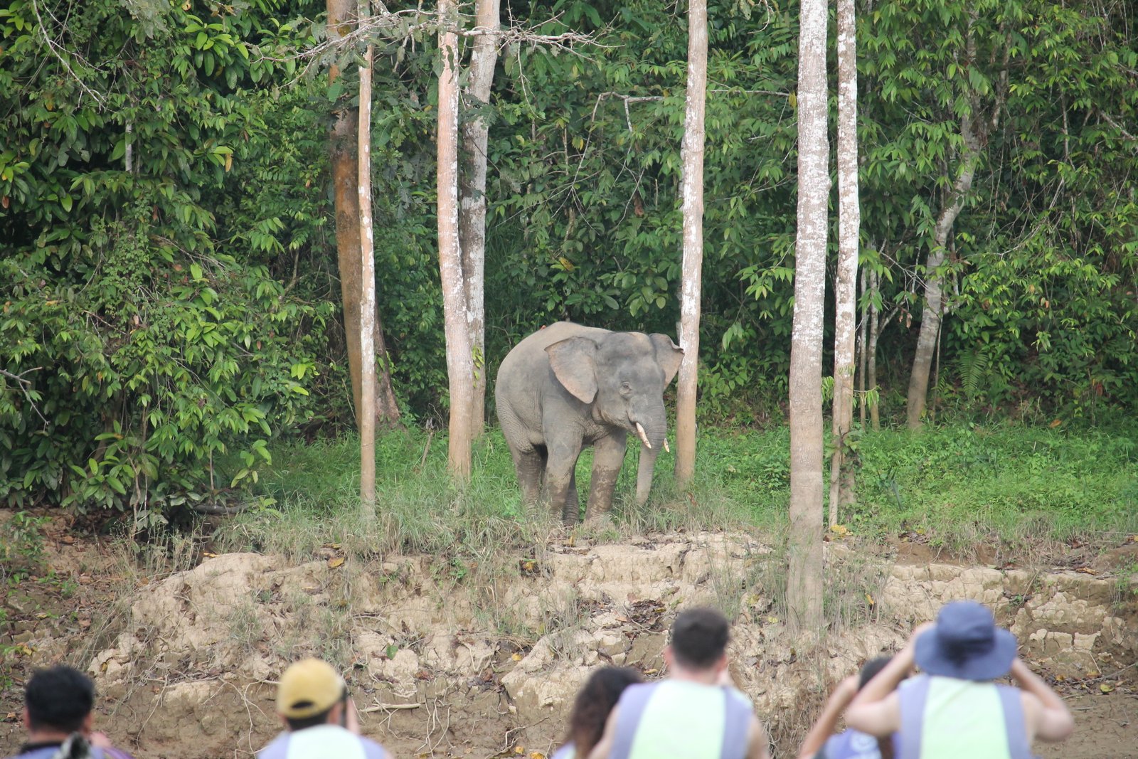 Elefant steht zwischen hohen Baumstämmen am Rand des Regenwalds in Malaysisch-Borneo; im Vordergrund beobachten Reisende die Szene.