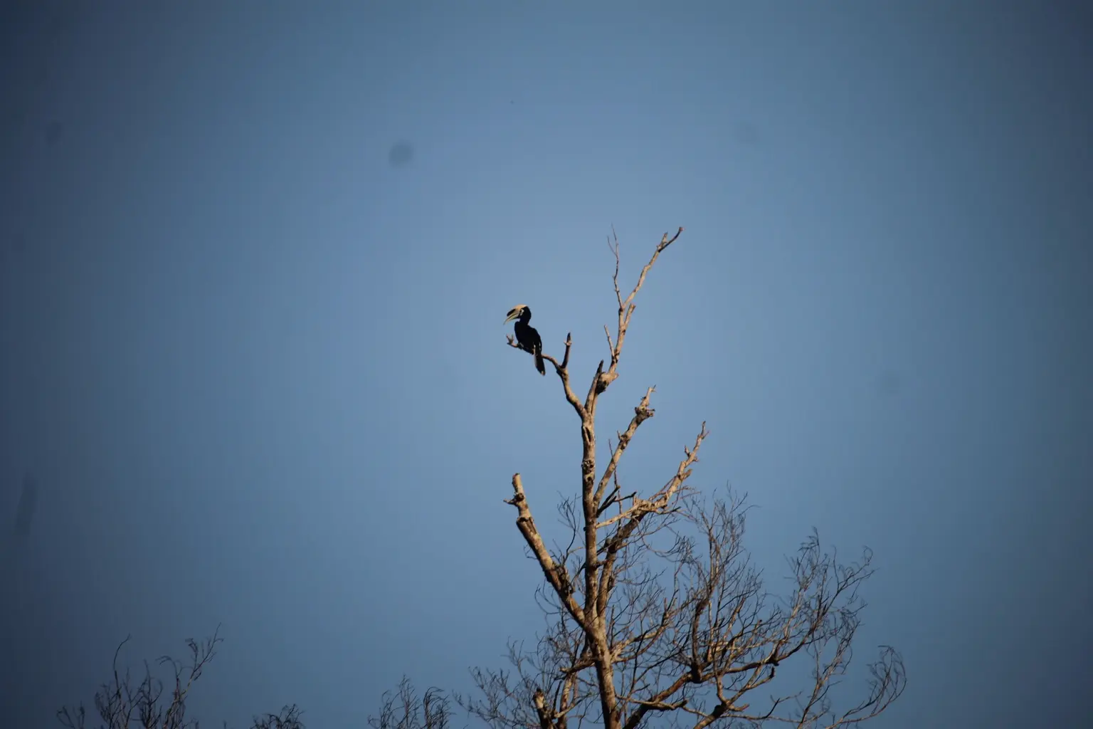Nashornvogel sitzt hoch oben auf einem kahlen Baum am Kinabatangan River unter dunklem Himmel.