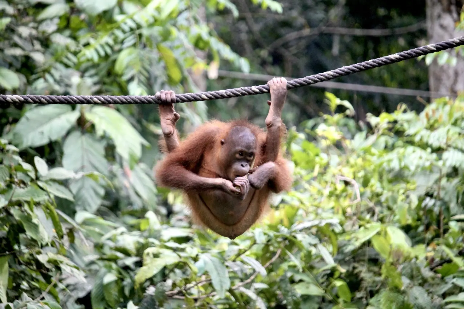 Junger Orang-Utan hangelt sich im grünen Regenwald von Sepilok an einem Seil entlang.