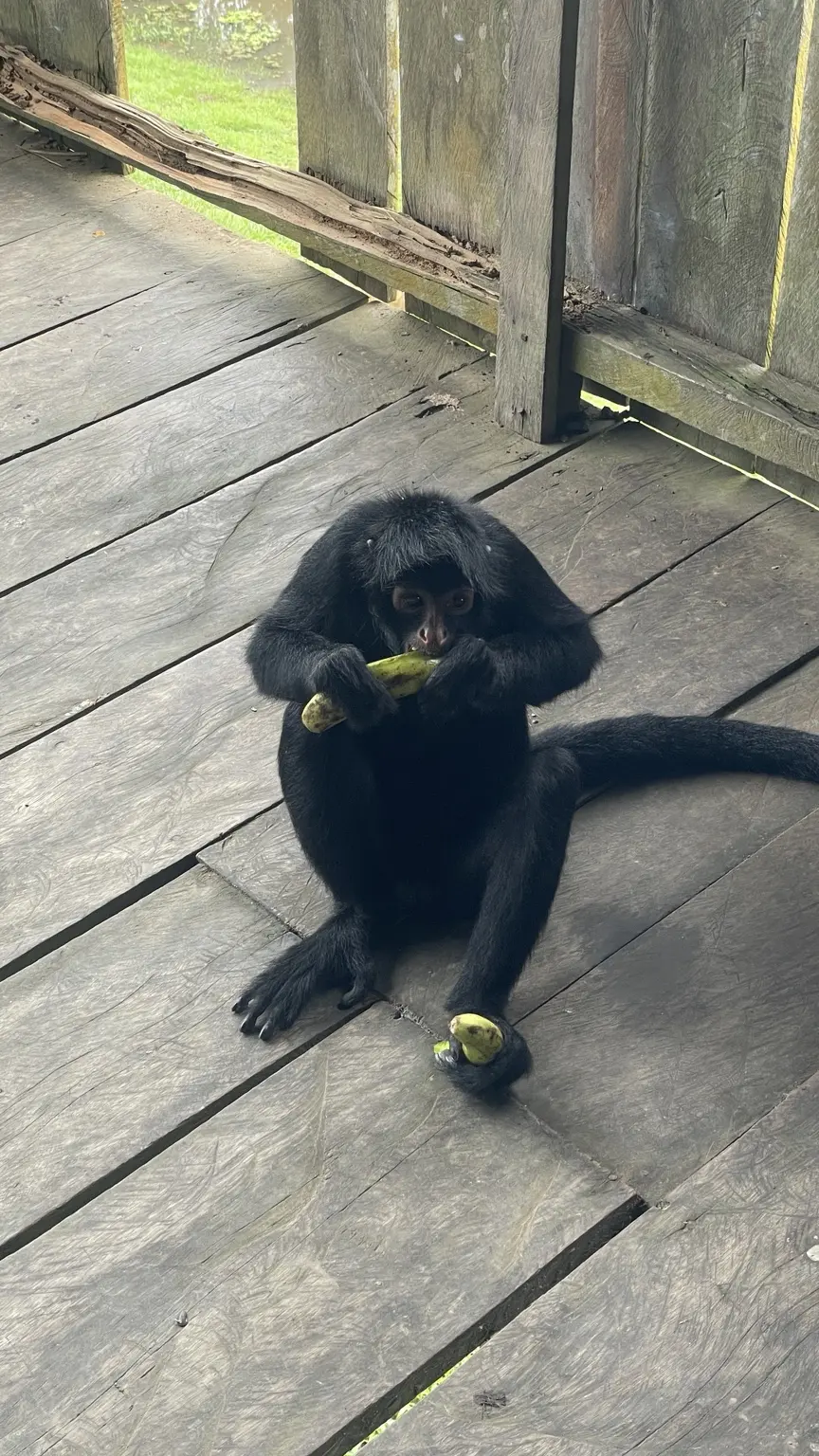 Dunkler Affe frisst Obst auf einer Holzterrasse der Auffangstation