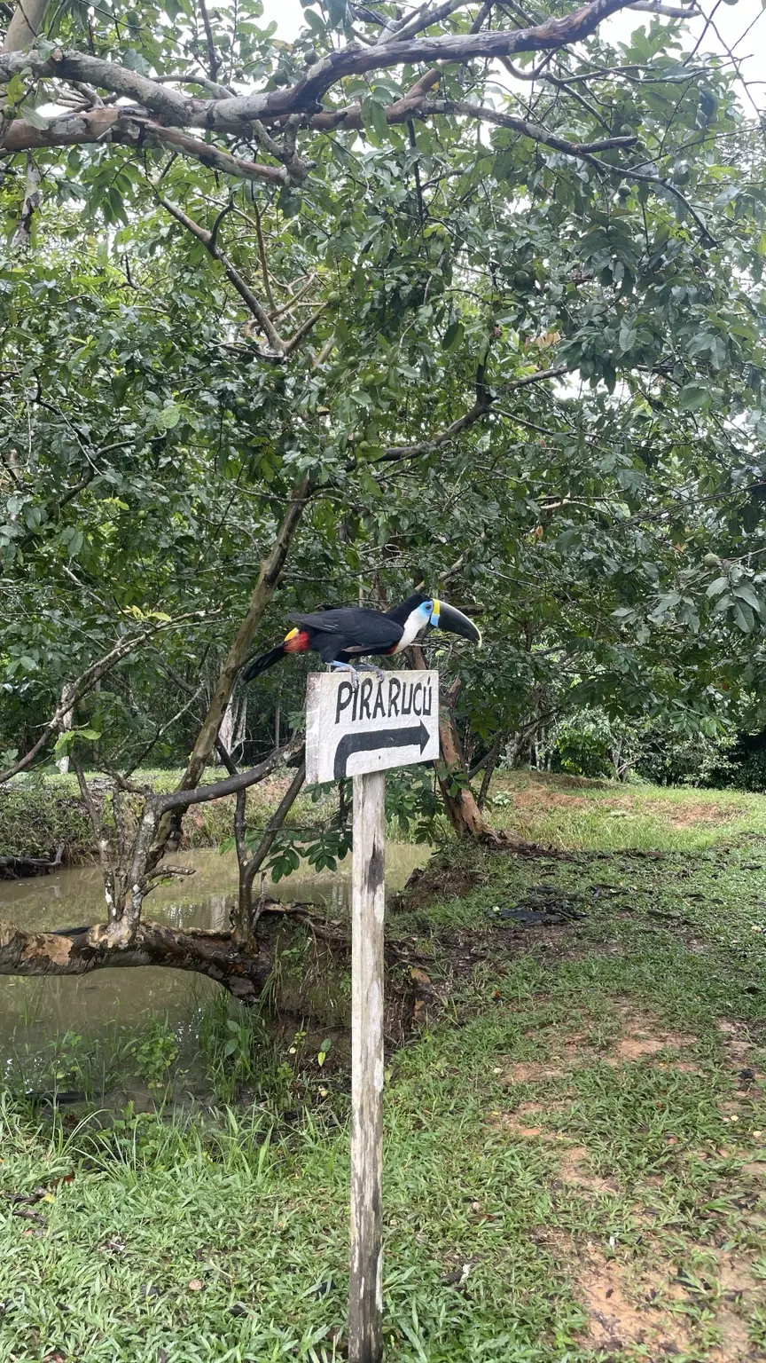 Tukan sitzt auf einem Schild in der Tierauffangstation im Amazonas