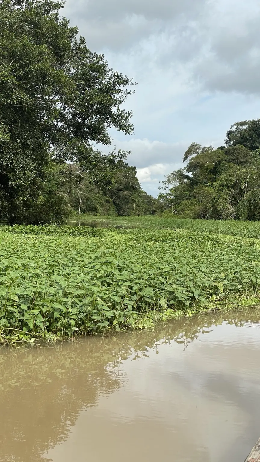 Schmaler Wasserweg mit dichter Vegetation auf dem Rückweg Richtung Leticia