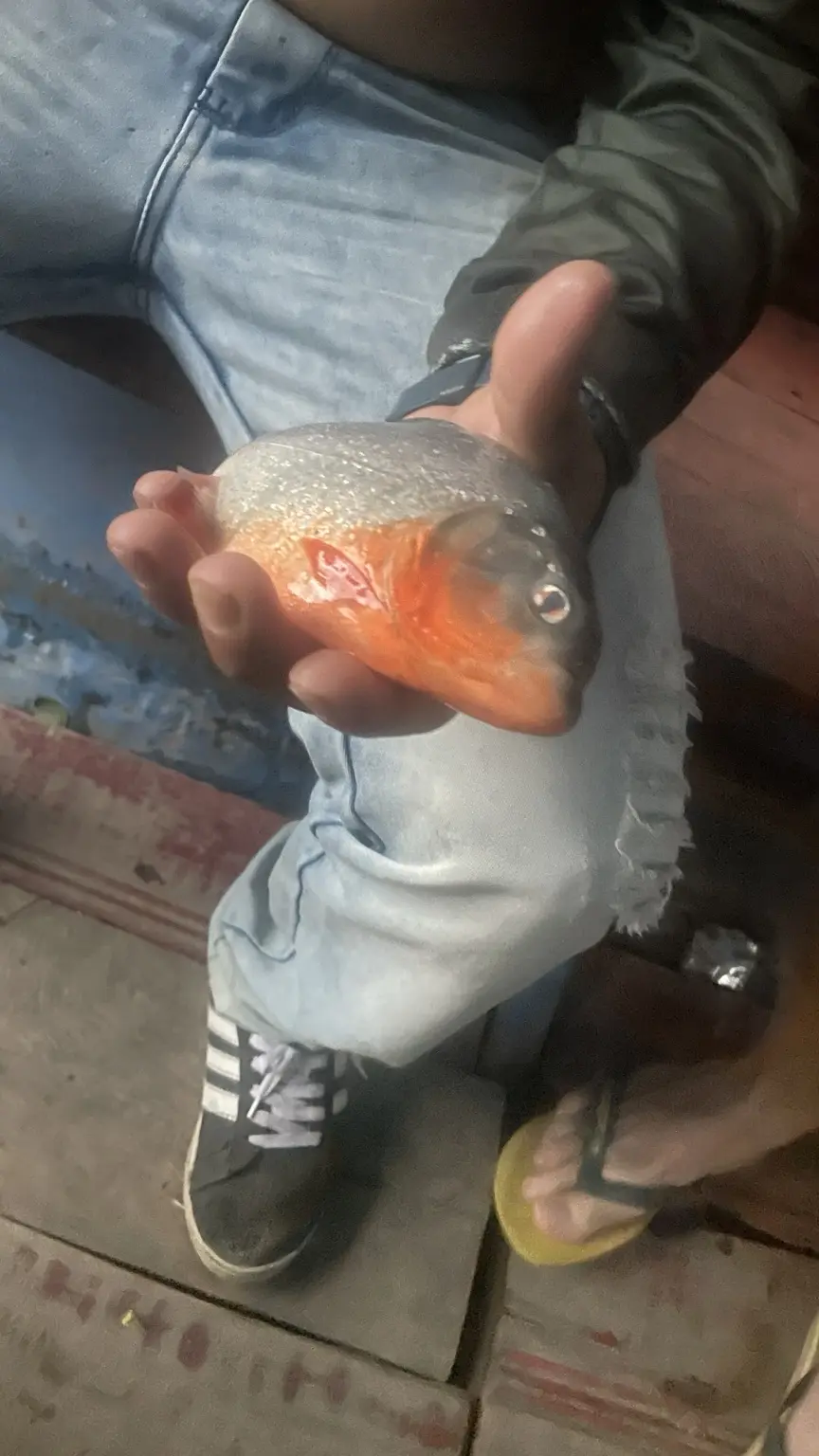 Gefangener Piranha in einer Hand während der Amazonas-Tour