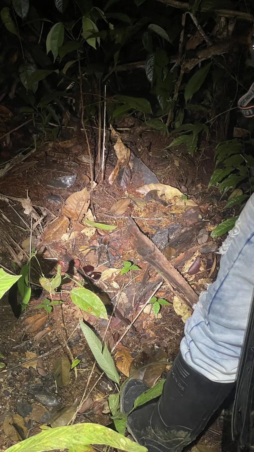 Große Spinne auf dem Waldboden im Licht einer Taschenlampe