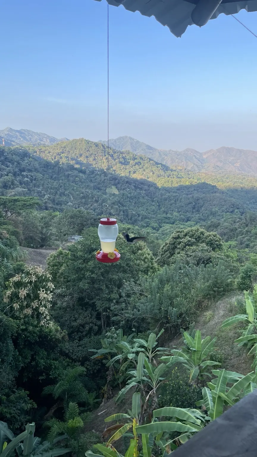 Kolibri an einer Futterstation vor bewaldeten Bergen bei Minca