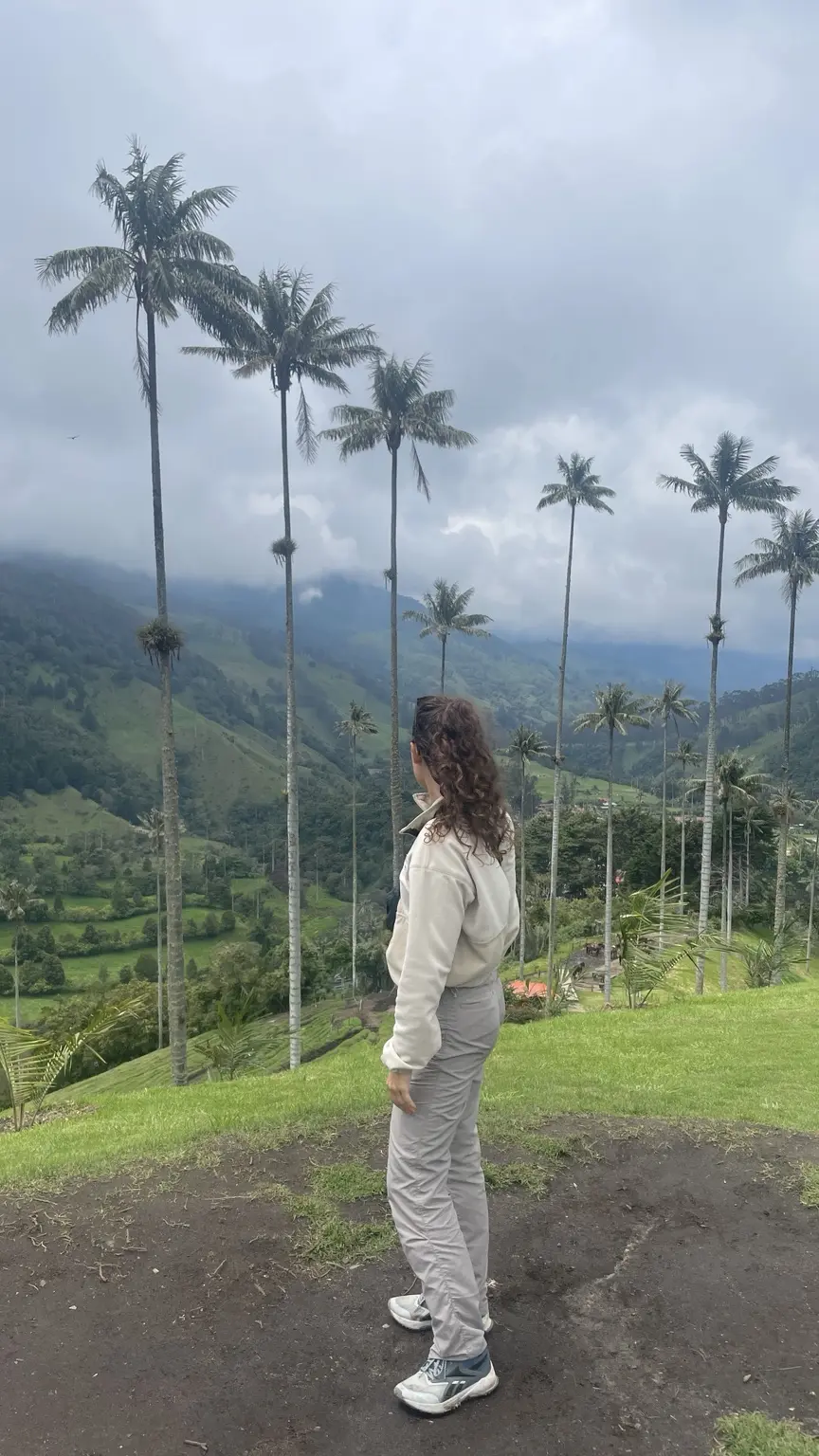 Wachspalmen im nebligen Valle de Cocora bei Salento