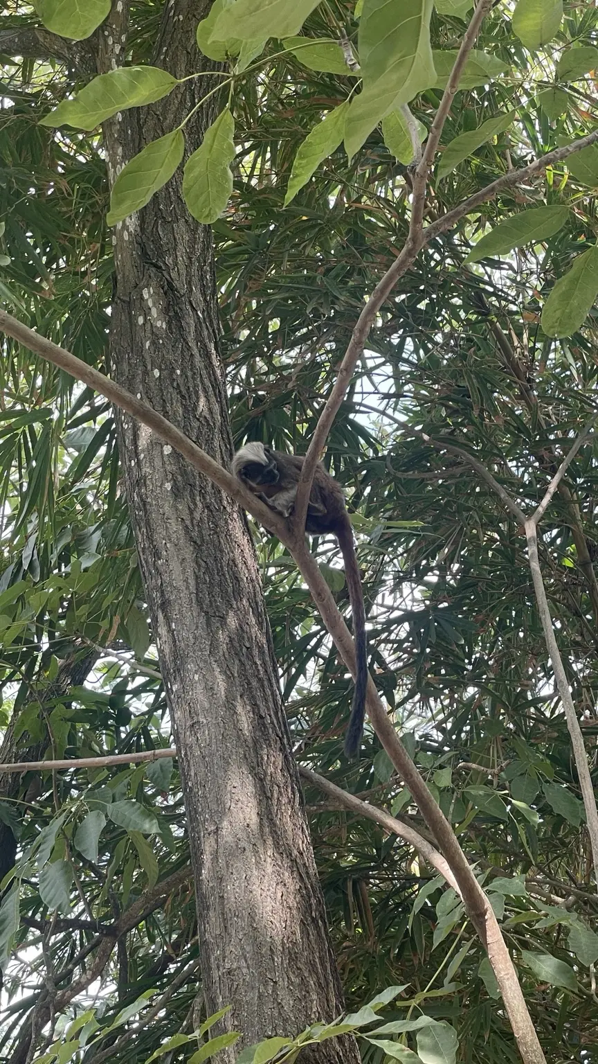 Kleiner Affe auf einem Ast in einem Park in Cartagena