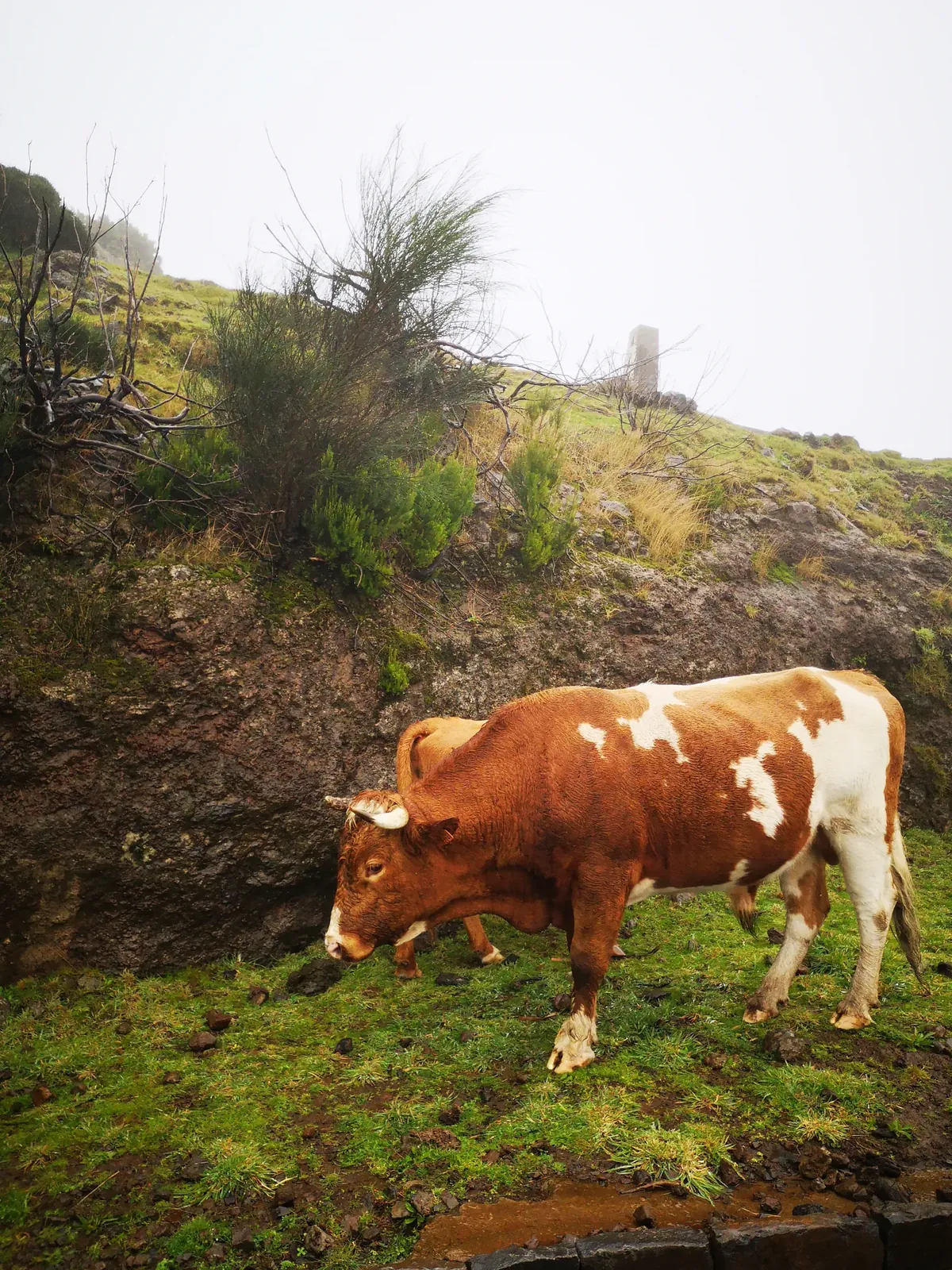 Weidende Kuh im grünen Hochland nahe dem Fanal-Lorbeerwald auf Madeira