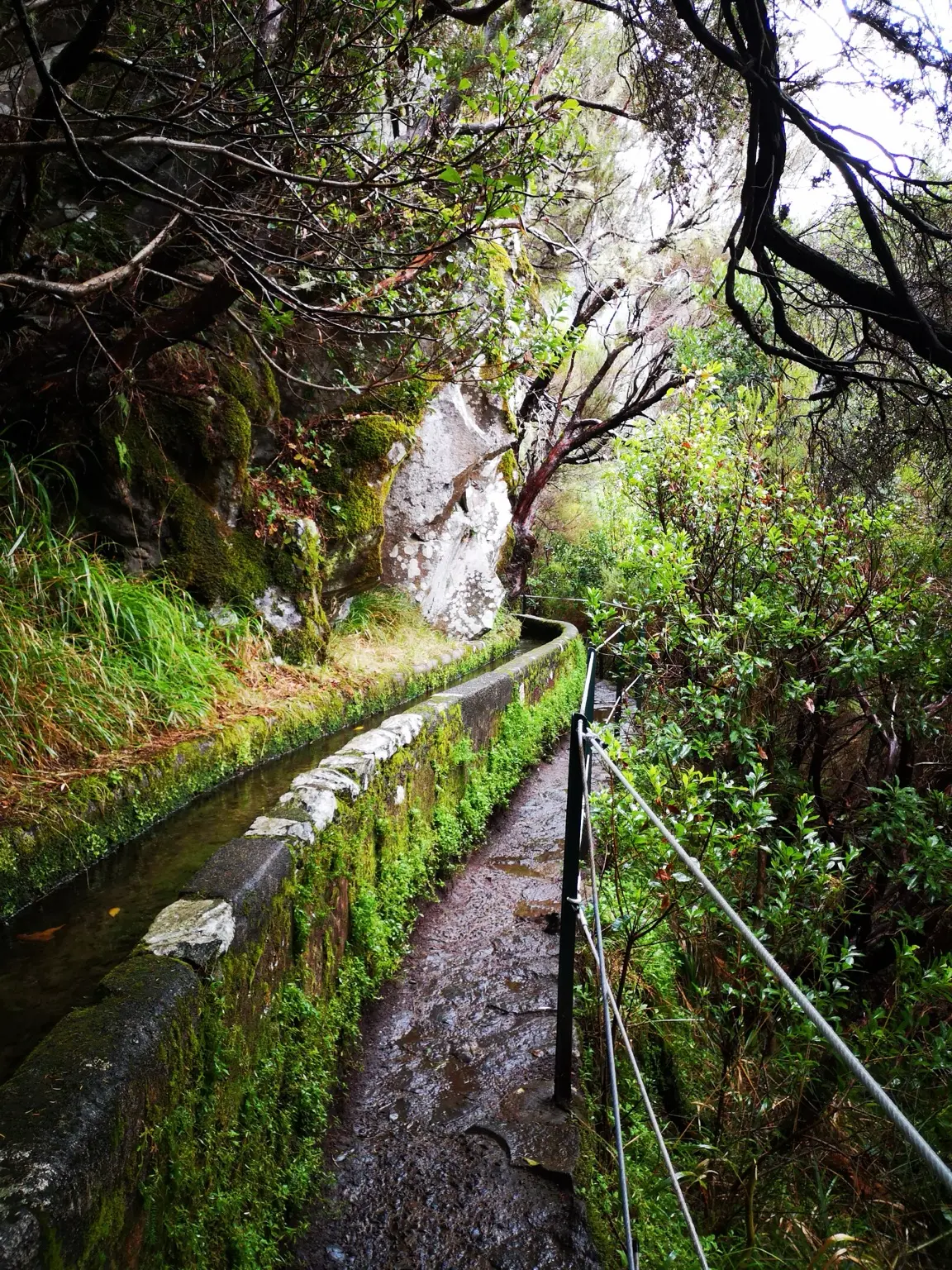 Schmaler feuchter Wanderweg neben einer moosbewachsenen Levada im dichten Lorbeerwald Madeiras