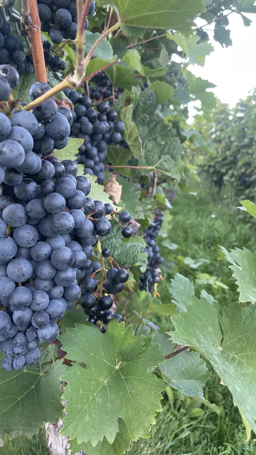 Dunkle reife Weintrauben an einem Rebstock in der Pfalz