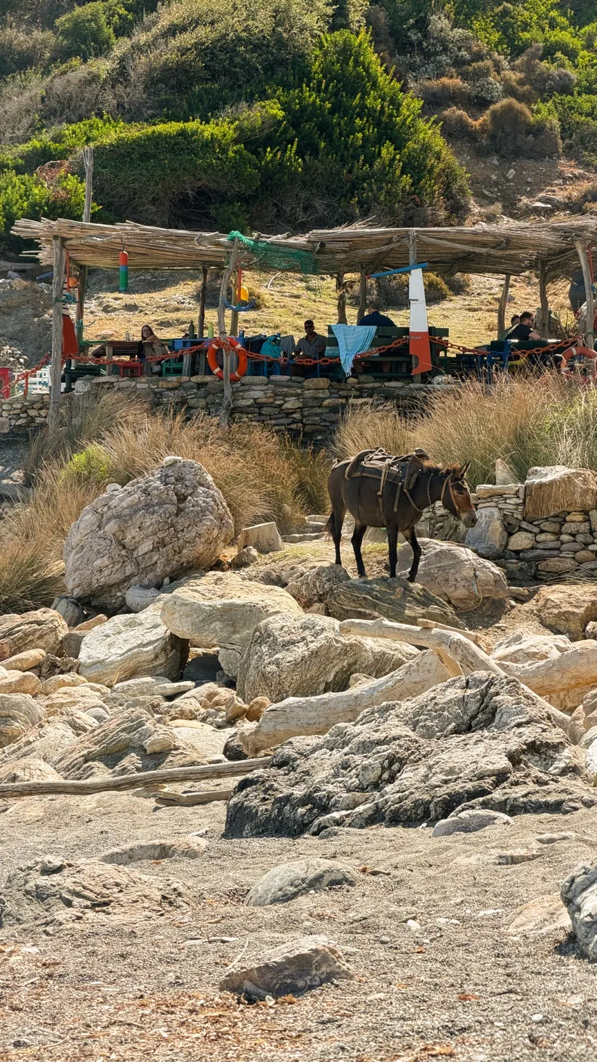 Esel vor der einfachen Strandtaverne am Kastro Beach auf Skiathos