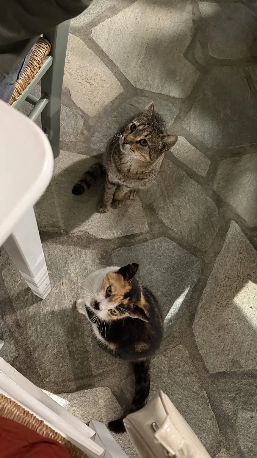 Zwei Katzen beobachten aufmerksam eine Mahlzeit
