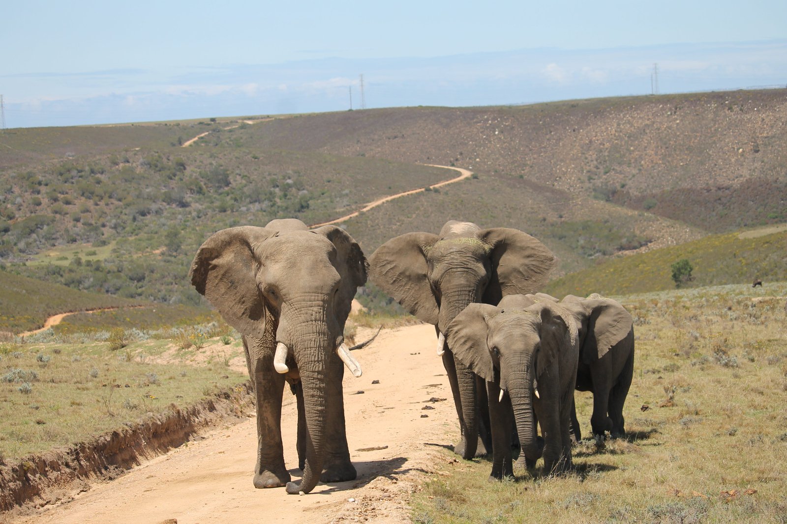 Vier Afrikanische Elefanten stehen auf einem Weg in einem Wildreservat an der Garden Route