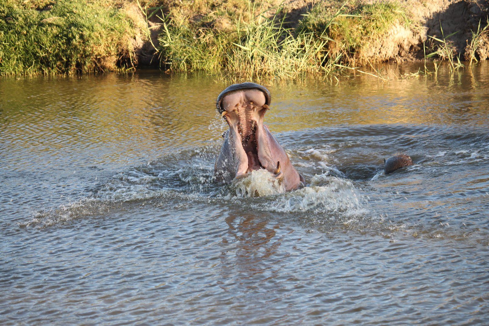 Flusspferd taucht mit weit geöffnetem Maul aus einem Wasserloch auf