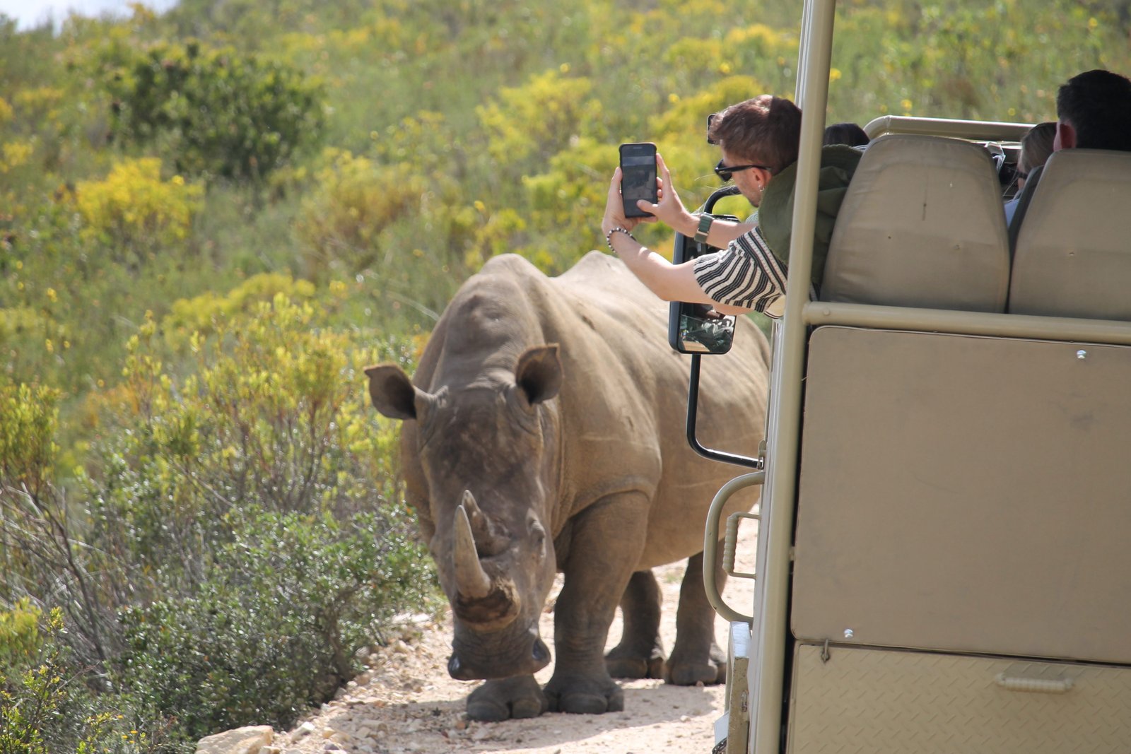 Nashorn steht dicht neben einem offenen Safarifahrzeug an der Garden Route