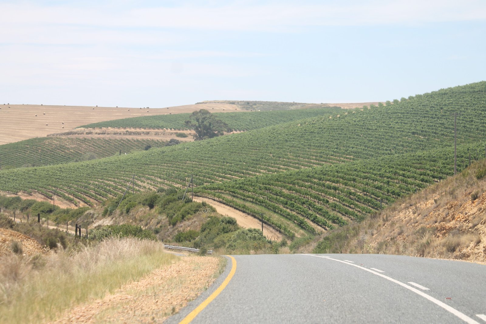 Landstraße führt durch grüne Weinberge im südafrikanischen Weinland bei Stellenbosch