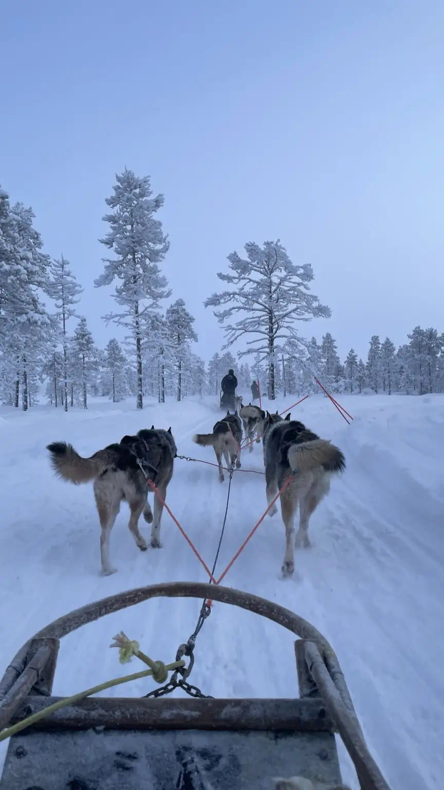 Blick aus einem Hundeschlitten auf ein Huskygespann im verschneiten Wald