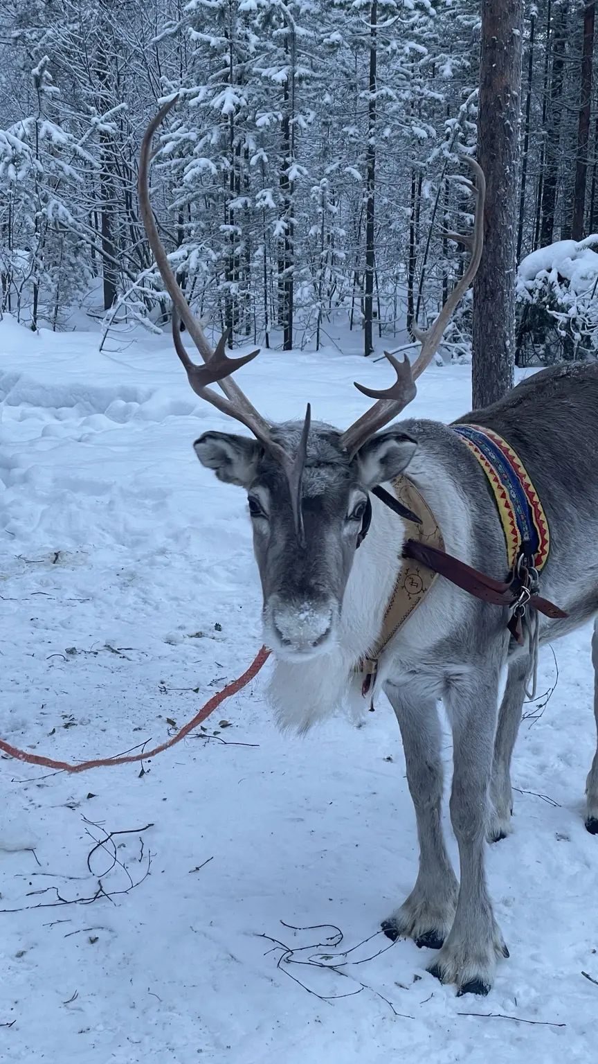 Rentier mit großem Geweih und traditionell verziertem Geschirr im verschneiten Winterwald
