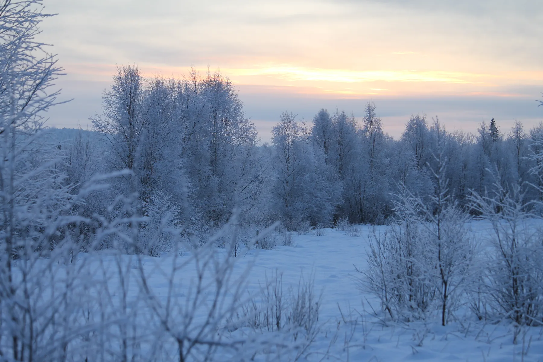 Weite verschneite Waldlandschaft in Finnisch-Lappland im pastellfarbenen Januarlicht